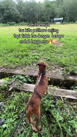 Bkan mainan cwok mkondo #porbi_sumbar  #porbimarenten  #fyp 