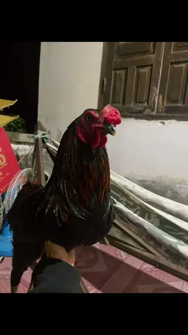 tàu vừa cặp bến mà lăn săn quá 😎#hx #flypシ #xuhuongtiktok 