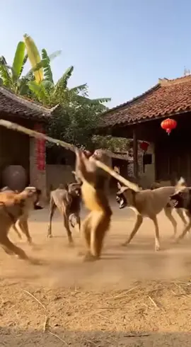 tề thiên đại náo ...🗡️#secret66778899 #fyp #viral 