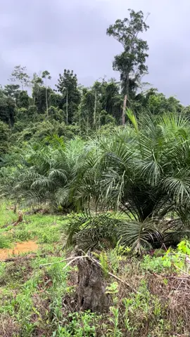 Tunjukan pesona sawit #fyp #petaniindonesia🇮🇩🇮🇩🇮🇩🌿🌿 #petanimuda #petanisawit 