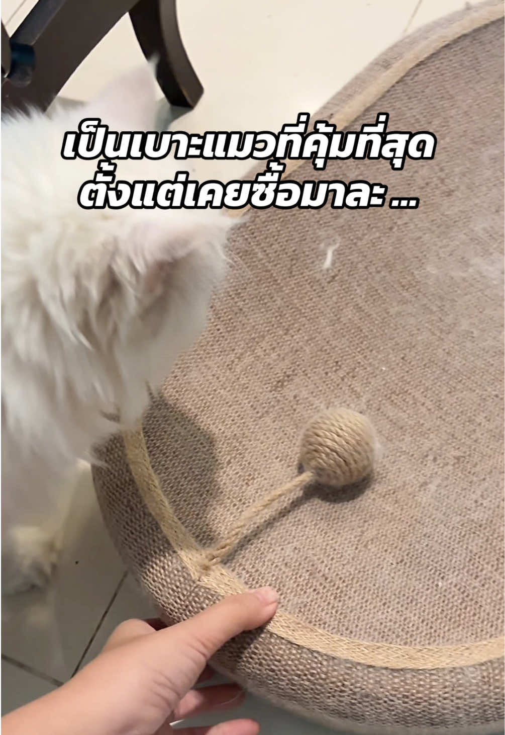 คอนโดแมว บ้านแมวแพงๆ ตั้งไว้เหงาๆ ได้เลย เพราะลูกที่บ้านแย่งกันชูสสิ่งนี้! #ที่นอนแมว #ที่นอนแมวลับเล็บได้ #เบาะลับเล็บแมว #ที่ลับเล็บแมว 