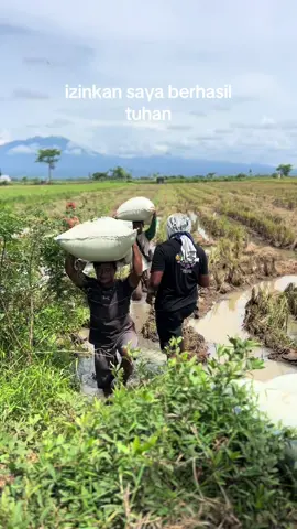 Saya bekerja bukan untuk ku sendiri tolong lancarkanlah ya allah 🤲🏼😇🌾#gabah #gabahbalap🌾 #beras #berasbalap #fyp #masukberanda #fypage #bledukbanget #yogibalaputragabah 