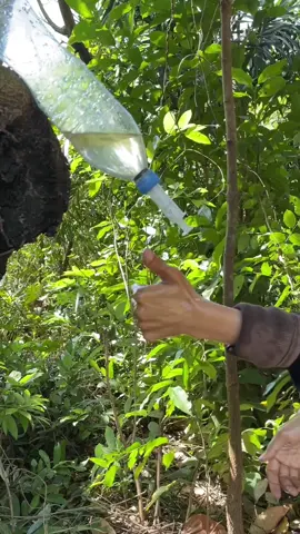 The shows Save SOAP and water in Forest #camping #bushcraft #survival #Outdoors 