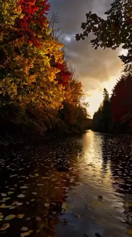 Осінь  #tiktok #природа #foryou #fyp #осінь 