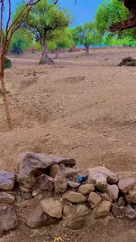 #for#foryou #vairal #video #amankochaii💔💔💔💔💔palizz @🇬🇧SAMAR GULL 🇬🇧 @maulanoordanish.1 @🛑  HDR  🛑 @🚭عمر  ------------    غاجز🚭 @❌ مشر   درویش ❌ @🕊️ZAIT PAKHTOON🕊️ @♥︎𝐌𝐚𝐬𝐨𝐨𝐦♥︎𝐀𝐟𝐠𝐡𝐚𝐧♥︎ @🚩🦅COmرaڈe🦅🚩 @👑 karak abad king 👑 