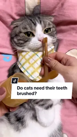 Get this Pet Tooth Brush today to give them the brightest smile 😼✨