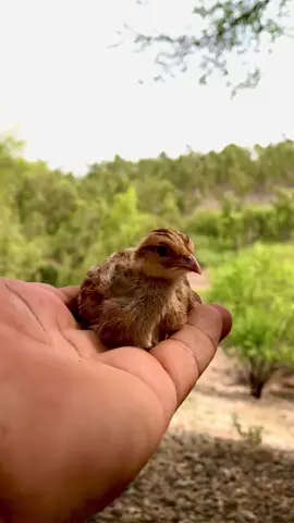 A Beautiful Moment in Nature #PartridgeChicks #BabyPartridge #WildPartridge #PartridgeFarm #rhodesianridgebackbreeding 