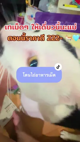 เทอาหารเม็ดเลยนะเจ้านาย  #ทาสแมวก็งี้เเหละ #อาหารแมวบัซซ์ #holistichealth #มีสูตรอินดอร์ใหม่ #ดันขึ้นฟีดที 