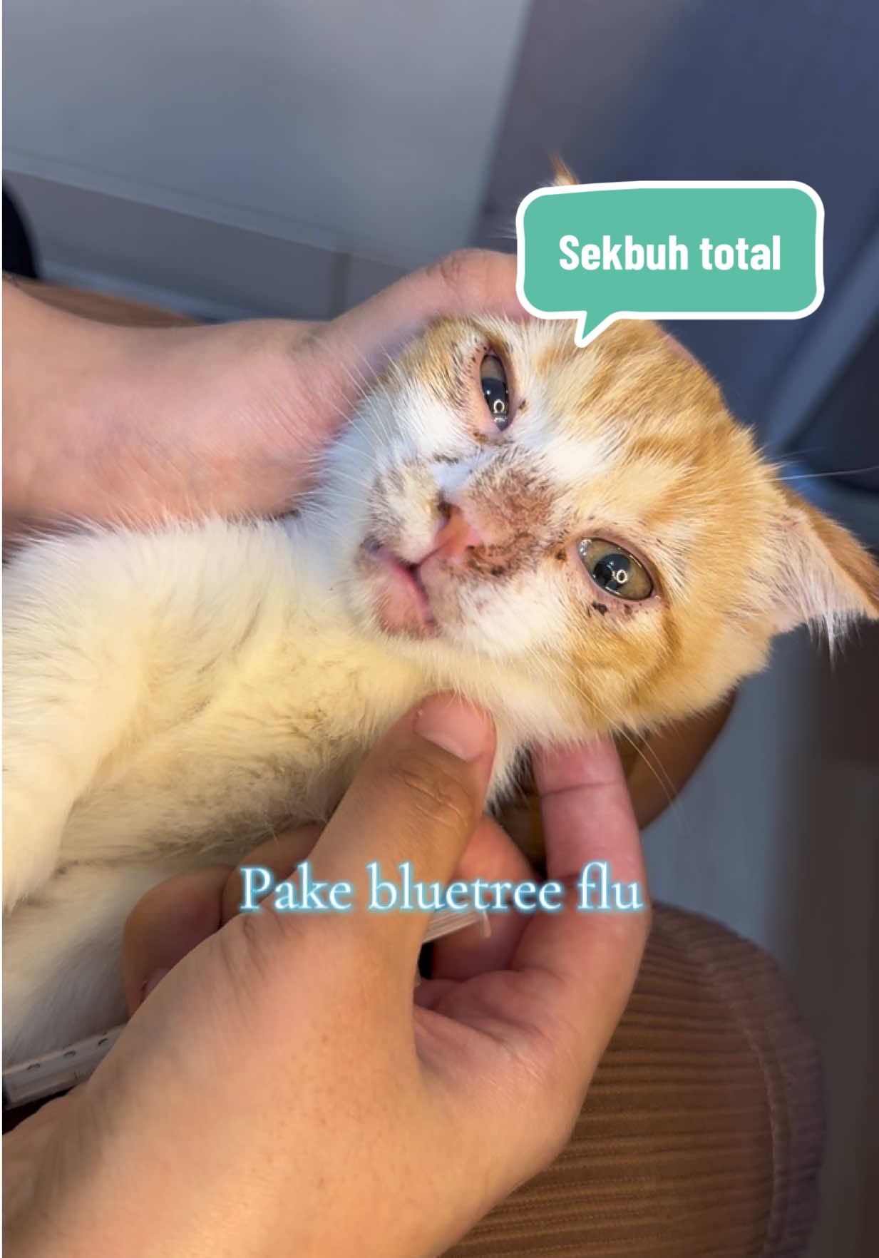 Sebaguss itu untuk kucingku 😭🙏🏻 . . #atasiflukucing #kucingflu #bluetreeflu #olivecareofficial #viral @Olive Care Official Shop 
