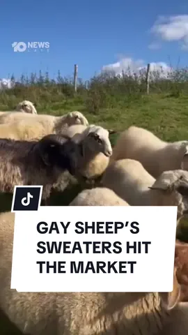 The fashion world has become obsessed with a new sweater made from the wool of gay sheep. One in 12 sheep is considered “male orientated” – meaning they don’t mate with ewes and instead show an interest in rams. Because they don’t reproduce, they are usually sent for slaughter, but one designer has found a new purpose for them. #sheep #rams