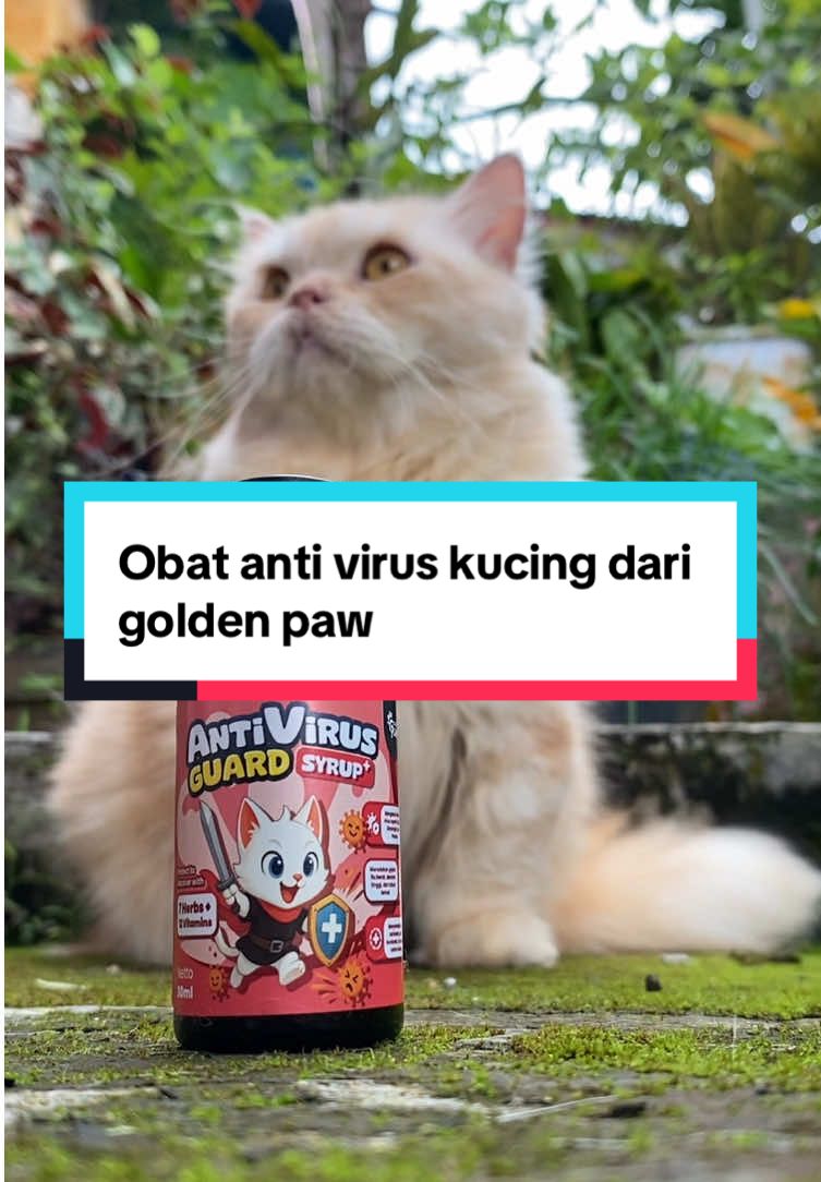 Obat anti virus kucing dari golden paw #antiviruskucing #obatviruskucing #antivirusguard #goldenpaw #goldenpawcare 