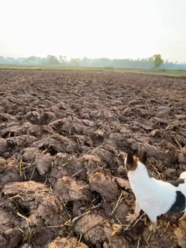 🥺#เธรดเพลง #fyp #ยืมลงสตอรี่ได้ #วิวบ้านนอก🍃 #ความรู้สึก 