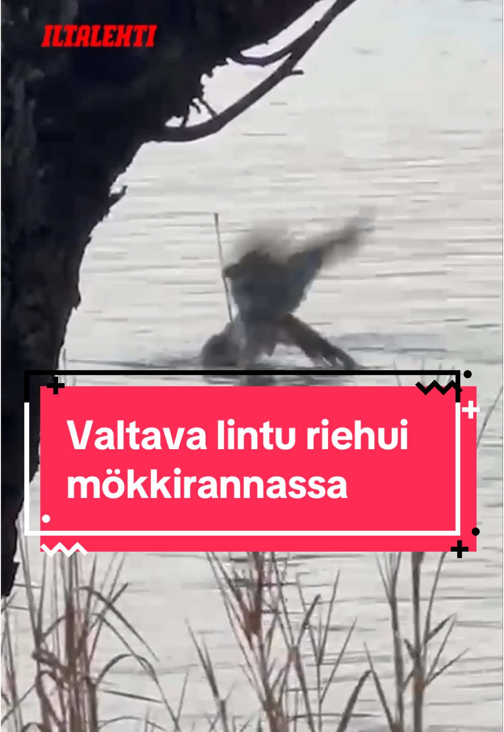 Kanahaukka yritti saalistaa muovilintua mökkirannassa. 🦅 Paraisilla koettiin jännitysnäytelmä, kun Michael Rautiainen, 31, ja hänen ystävänsä päättivät laittaa mökiltä löytyneen muovisen sorsan eli houkuttimen rantaveteen huvin vuoksi. Sitten taivaalta syöksyi petolintu, joka yritti saalistaa sitä.  Lintu tarrautui syöttiin ja yritti viedä sitä mennessään noin minuutin ajan. Birdlifen viestintäasiantuntija Jukka Hintikka varmistaa videolla näkyvän linnun kanahaukaksi.  Hintikan mukaan minuutti kuulostaa kanahaukalle pitkältä ajalta olla kiinni muovisessa houkutuslinnussa.  – Kuvittelisin, että se olisi oivaltanut virheensä jo heti iskettyään kiinni kaaveeseen. Nälkä toki saa ihmeitä linnuissakin aikaan, Hintikka tuumaa. #iltalehti #kanahaukka #parainen #lukijanvideo