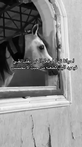#خيل_وخياله🐎 #viral #fyp #اقتباسات #اكسبلورexplore 