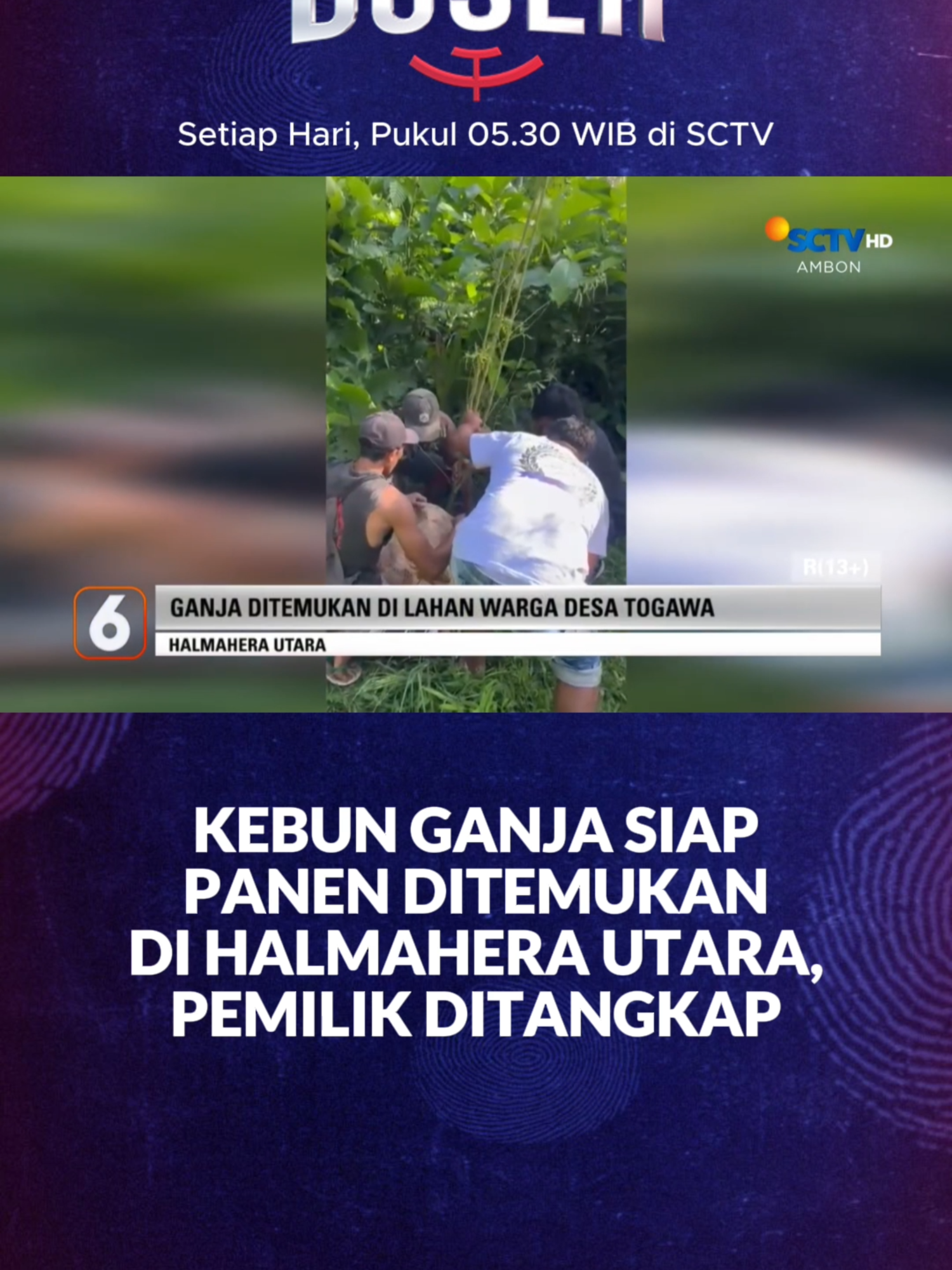 Kebun ganja siap panen ditemukan di Halmahera Utara. Polisi menangkap si pemilik kebun. #newssctv #buser #busersctv #stopnarkoba #berantasnarkoba #viraltiktok #foryorpage #fyppppp #viralvideo