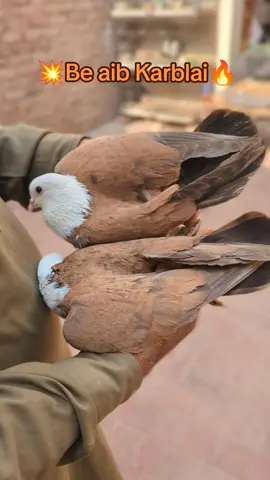 perfect karblai #fancy #nayab #pigeons #breeding #kabooter 