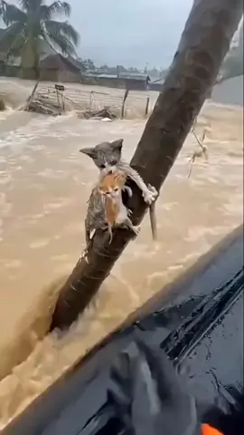 Penyelamatan Kucing dari musibah Banjir #fyppppppppppppppppppppppp #kucing #banjir #banjirsumatera #banjiraceh 