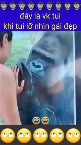 lúc đó tui tưởng vậy là ngầu 🫩 #longtienghaihuoc #longtieng #funnymonkey #funnydog #haihuoc 