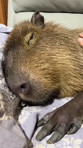#capybara #loveyou #peace 