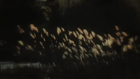 Lau Sậy Bay | 芦苇飞 #lyrics #nhactrung #urmymajor_06 #芦苇飞 