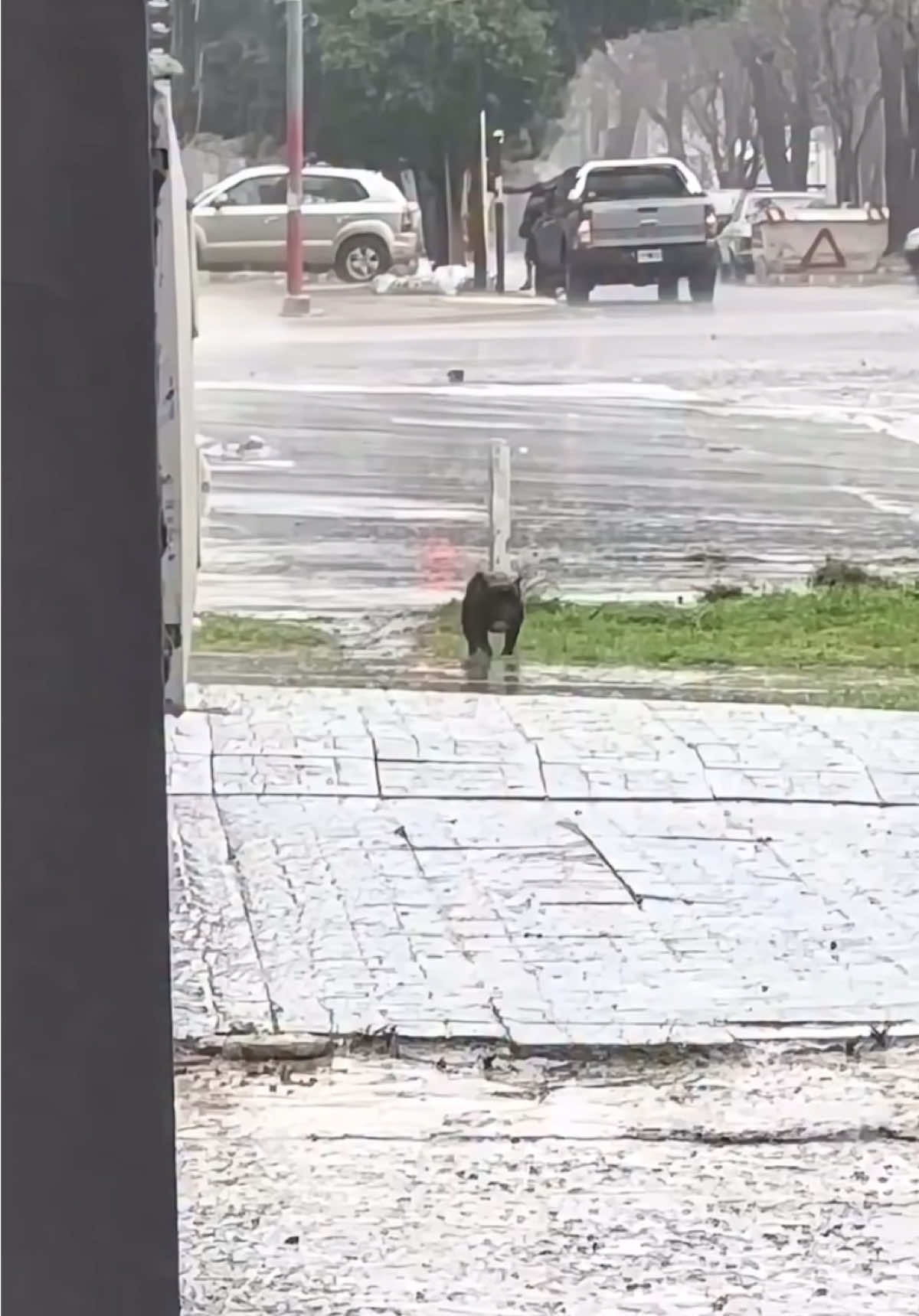 Turbo Come Hea 💯 #foryourpage #teammalimar #dogsoftiktok #fyp #fypシ゚viral🖤tiktok☆♡🦋myvideo 