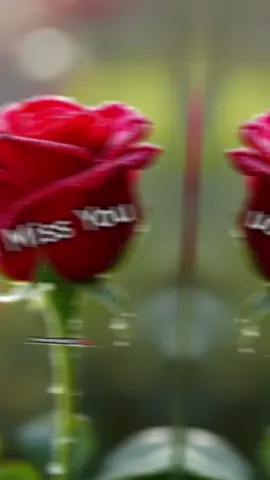 #ethiopian_tik_tok🇪🇹🇪🇹🇪🇹🇪🇹 #ormotiktok❤💚❤ #foryourpage #oromotiktok❤️💚❤️ethiopiantiktok 