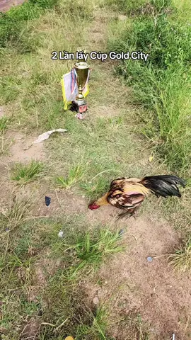 Chuối Tomahoc🏆🏆