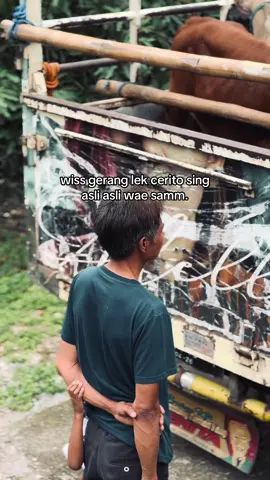 #fypage #peternaksapiindonesia #jualbelisapi 