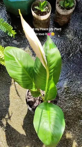 Just got my Peace Lily Plant! Super love it💓😊 #peacelily #plantita #fypage 