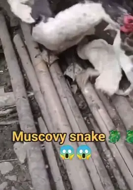 Chếp chả xuôi hằm nat 😂🤣#trending #xuhuongtiktok #sonla #đienbien 