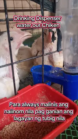 Plastic Bird/chiken water  drinker cup #FYPPPPPPPPPPPPPPPPPPPPPPP #fyspotted #affliatemarketing #tiktok 