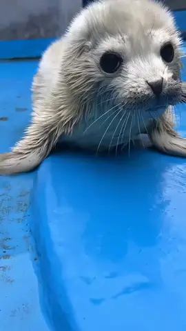 cute seal baby, it's barking! 🥰#funny #pet #pinniped #seal #sealion 
