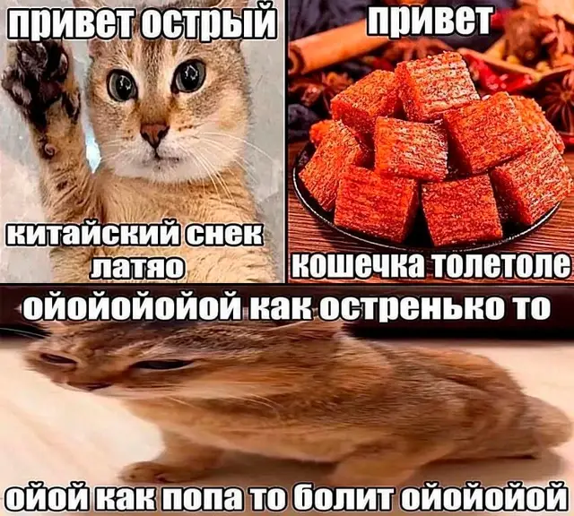 #мемы #meme #мем #котик #котикиприколы 