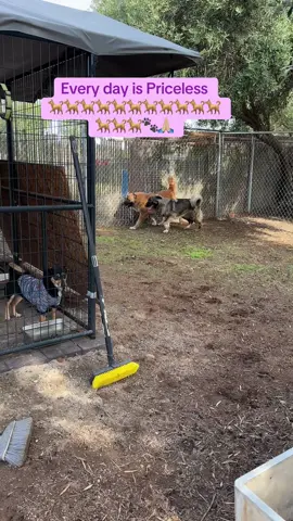 My precious fur babies love their play area. This was a very expensive project but worth every penny seeing them enjoy it daily. Improvements are still needed please consider making a donation towards the cost of it.TIA#foryoupage #doglover #rescueanimals #adoptdontshop #donationsneeded 