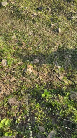 đag đi công chuyện gặp cảnh#capcut #thichladuoc 😬😬😬#vairal 