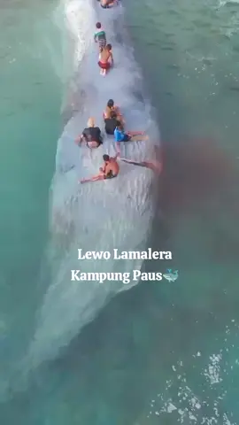 Biar kamu yang lain naik odong odong kami d lembata lamalera naiknya ikan paus sja e🐳🥰 Lembata sebagus ini di + nona lembata jga gaga 🤣baru kamu tda niat mo kunjung ka, di jamin nyaman memang😅 #lembata_island #lembatamanise  #nonalembatamanisse🍂 #nttpride🏝🔥fypシviral #fypppppppppppppppppppppp 