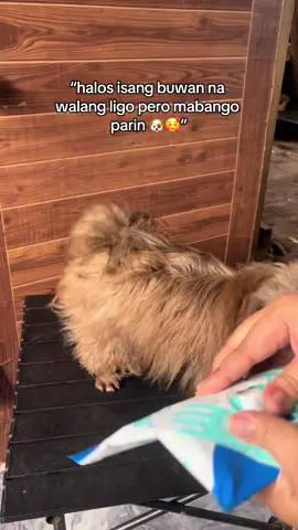 Kahit hindi na maligo pet glove wipes lang sapat na 🐶✨ #petgloveswipes #glovewipes #shihtzu #shihtzusoftiktok #dogsofttiktok 