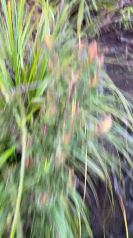 #fyppppppppppppppppppppppp #pendakigunung #latimojong3478mdpl #foryou #masukberanda 