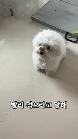 기다리는 중... #puppy#dog#강아지#귀여운강아지 