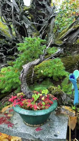 Elandan Gardens, Bremerton Washington, USA #iriva93 #aroundusa🇺🇸 #elandangardensandgallery