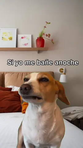 Pregunta seria..! 🤨 . . #viralvideos #paratiiiiiiiiiiiiiiiiiiiiiiiiiiiiiii #bañarse #perros #yfpppppppppppppppppppppppp 