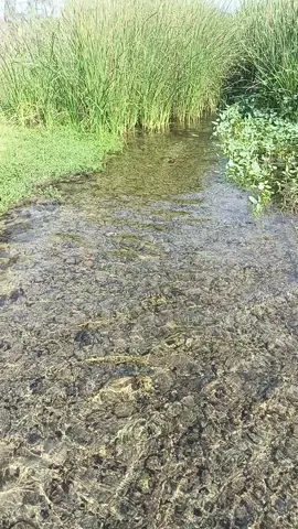 الوادي الاخضر