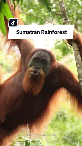 Hutan Hujan Sumatra adalah salah satu ekosistem terpenting di Indonesia. Di dalamnya hidup berbagai satwa unik yang tidak dapat ditemukan di tempat lain, seperti harimau Sumatra, gajah Sumatra, orangutan Sumatra, dan badak Sumatra.☘️❤️ Sumatra Rainforest is one of the most important ecosystems in Indonesia. Inside live various unique animals that cannot be found anywhere else, such as Sumatran tiger, Sumatran elephant, Sumatran orangutan, and Sumatran rhino.☘️❤️ Book info :  📞 WhatsApp: +62 821 6139 3162 🌐 Website: sumatratouradventures.com 📸 Instagram: @sumatratouradventures  📧 Email: sumatratouradventures@gmail.com #sumatratouradventures #bukitlawang #jungletrekking #sumatraorangutan #fyp 