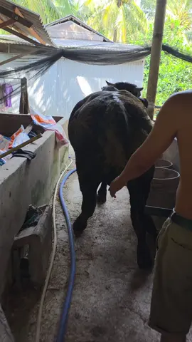 #trại #xuhuongtiktok #bò 