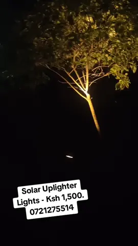 Solar Uplighter Lights. Ksh 1,500 per pc. Auto switching. Waterproof. Light up Flowers and trees in your compound. 0721275514. #solaruplighting #solaruplighters #treelighting #flowerlights #uplighters 