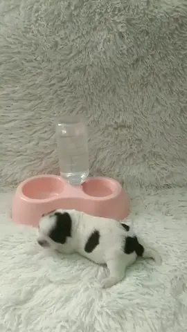 #petwell #foodbowl #feederbowl #drinkingbottle  #perlover #petlovers 