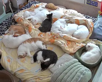 #tiinbenho #viral #xuhuong #pet #mèo 