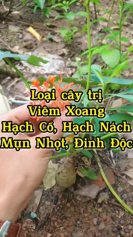 Cây cảnh có thể trị bệnh rất hay #suckhoechomoinguoi 