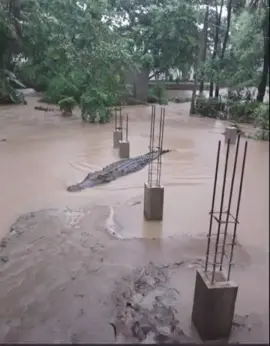 coodhalo🥶#trending #yyyyyyyyyyyyyyyyyyyyyyyyyyyyyy #rain#like 