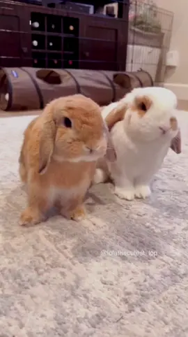#♥️🐰🐇 